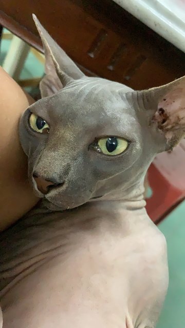 Meet Jojo, The Mischievous Sphynx - Sphynx (hairless cat) Cat