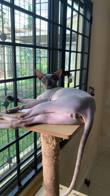 Meet Jojo, The Mischievous Sphynx - Sphynx (hairless cat) Cat