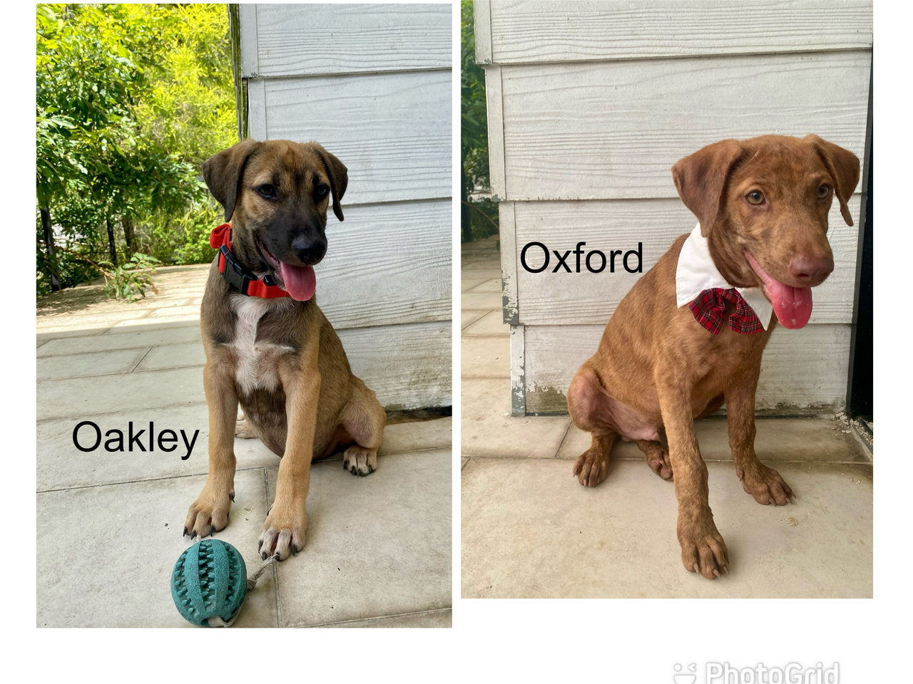 Oxford &amp; Oakley - Mixed Breed Dog