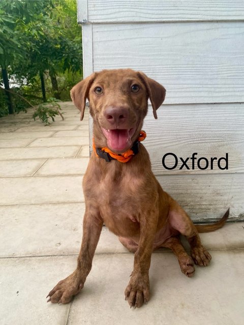 Oxford &amp; Oakley - Mixed Breed Dog