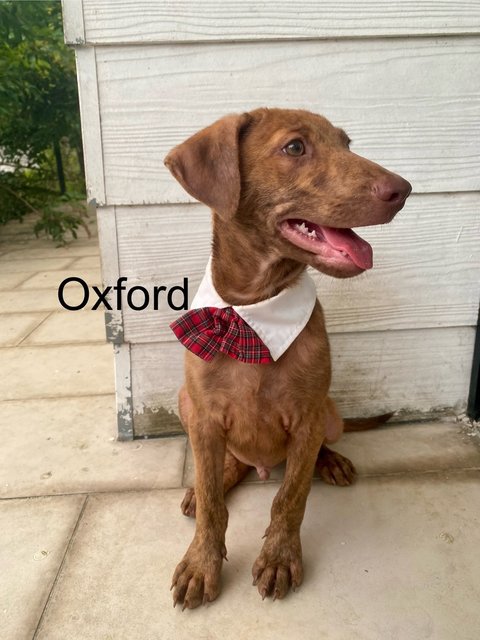 Oxford &amp; Oakley - Mixed Breed Dog