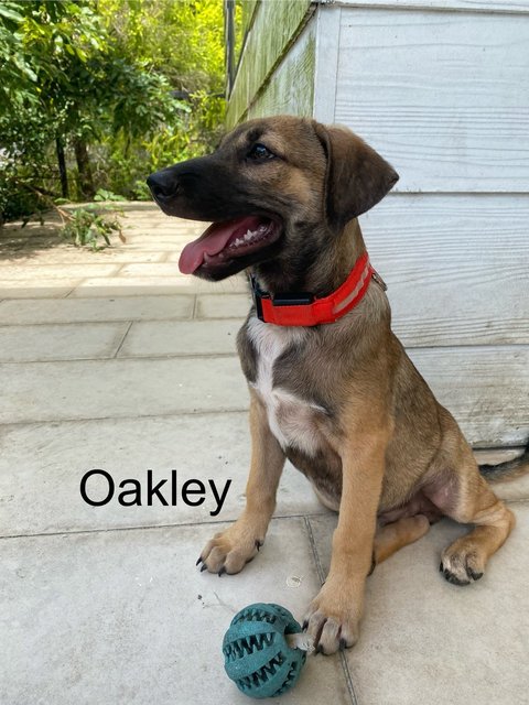 Oxford &amp; Oakley - Mixed Breed Dog