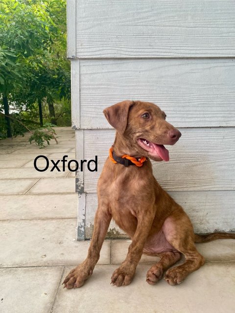 Oxford &amp; Oakley - Mixed Breed Dog