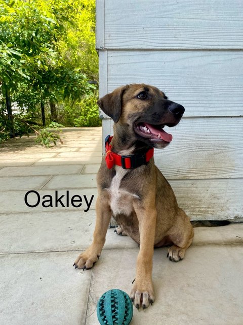 Oxford &amp; Oakley - Mixed Breed Dog