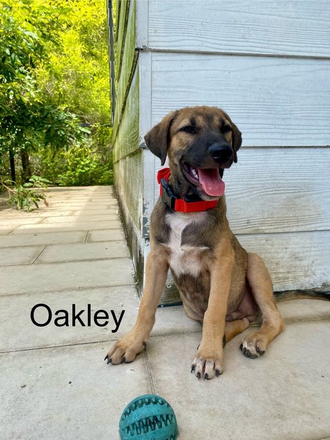 Oxford &amp; Oakley - Mixed Breed Dog