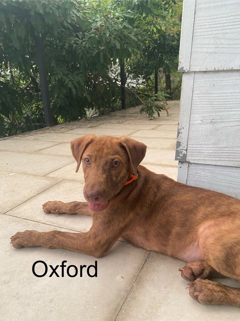 Oxford &amp; Oakley - Mixed Breed Dog