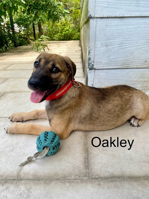 Oxford &amp; Oakley - Mixed Breed Dog