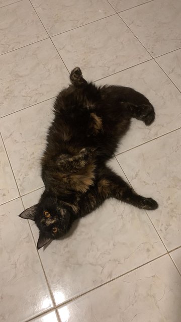 Lucy, A Bsh Maine Coon Tortoiseshell Cat - British Shorthair + Maine Coon Cat