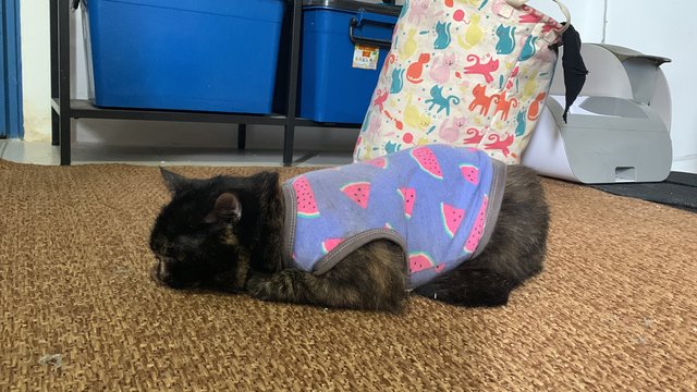 Lucy, A Bsh Maine Coon Tortoiseshell Cat - British Shorthair + Maine Coon Cat