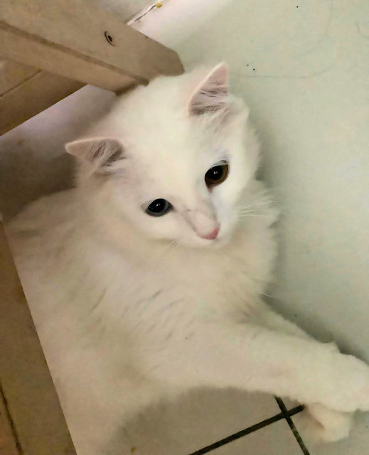 Mimi, Dlh/turkish Angora Odd Eyed Cat - Domestic Long Hair Cat