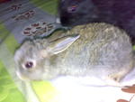 Bunny - Bunny Rabbit Rabbit