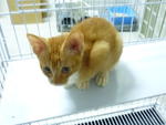 3 Male Kittens - Domestic Short Hair Cat