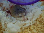 Rhino The Roborovski - Roborovsky's Hamster Hamster