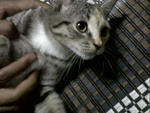 2face A.k.a Beby Gaga - Domestic Medium Hair Cat