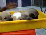 Rub a dub dub, three pups in a tub