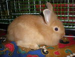 PF13343 - Angora Rabbit + Lionhead Rabbit