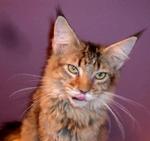 PF13356 - Maine Coon Cat