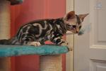 Silver Marbles - Bengal Cat