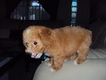 Toy Poodle - Poodle Dog
