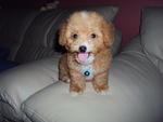 Toy Poodle - Poodle Dog