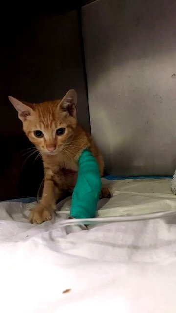 Urgent Orange Kitten - Domestic Short Hair Cat