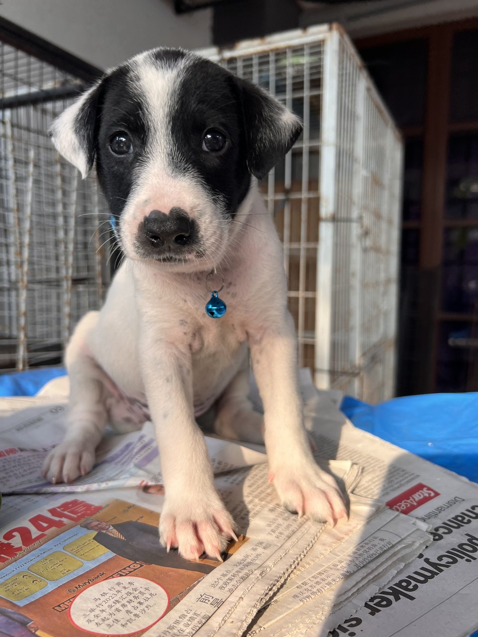 Bobby  - Mixed Breed Dog