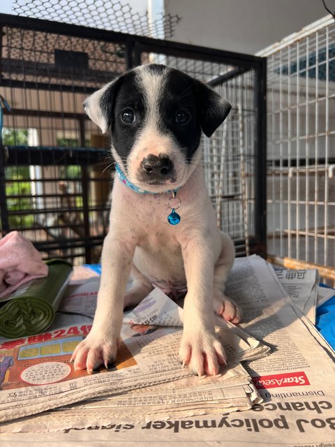 Bobby  - Mixed Breed Dog