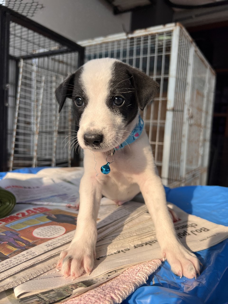 Panda  - Mixed Breed Dog