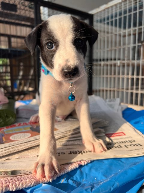 Panda  - Mixed Breed Dog