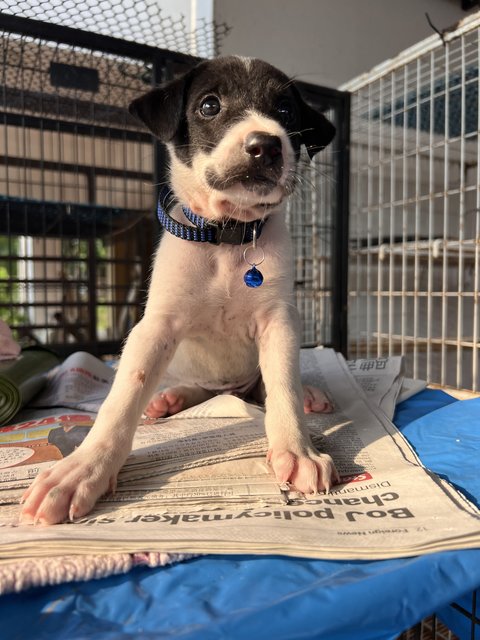 Marcus - Mixed Breed Dog