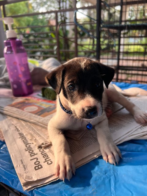 Marcus - Mixed Breed Dog