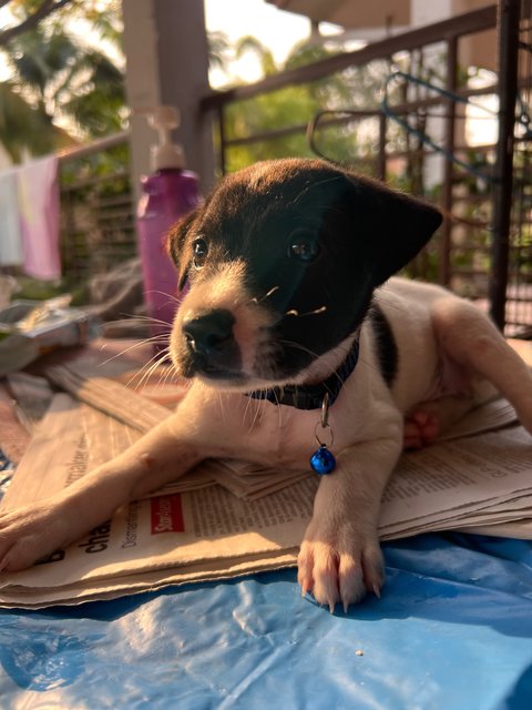 Marcus - Mixed Breed Dog