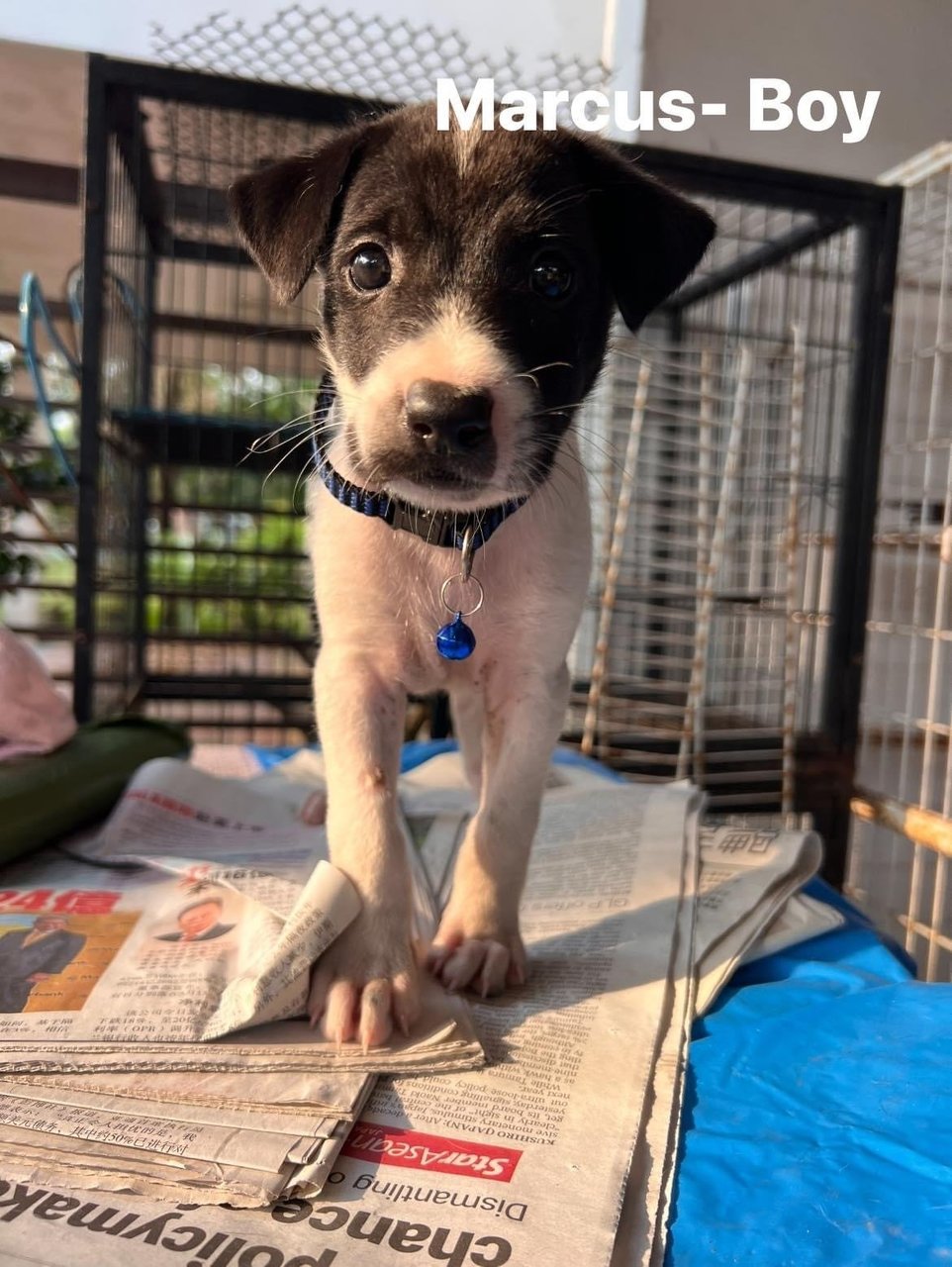 Marcus - Mixed Breed Dog