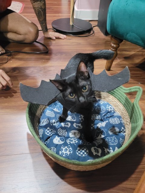 Bat or cat?