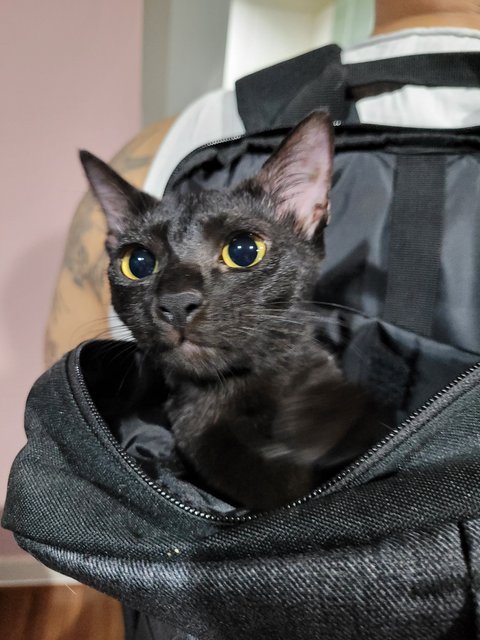 Carmilla isn't sure about backpacking