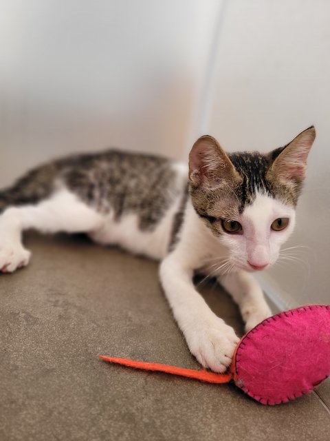 Grady O'possum  - Domestic Short Hair Cat