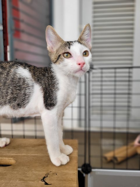 Grady O'possum  - Domestic Short Hair Cat