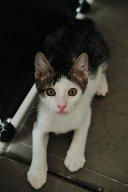 Grady O'possum  - Domestic Short Hair Cat