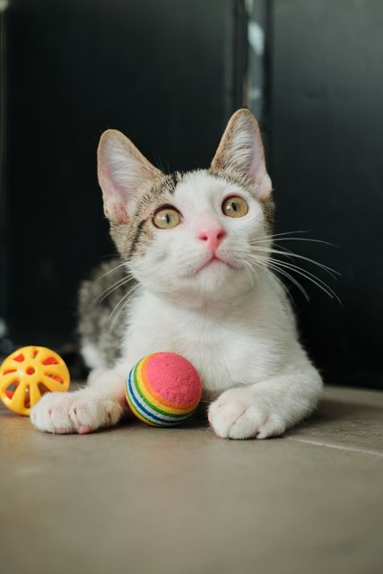 Grady O'possum  - Domestic Short Hair Cat