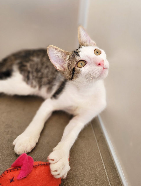 Grady O'possum  - Domestic Short Hair Cat