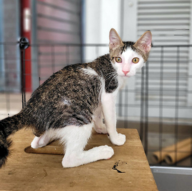 Grady O'possum  - Domestic Short Hair Cat