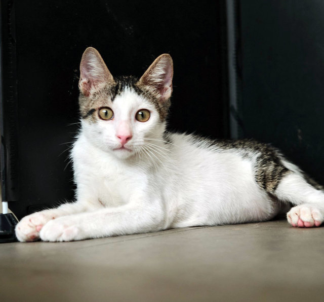 Grady O'possum  - Domestic Short Hair Cat