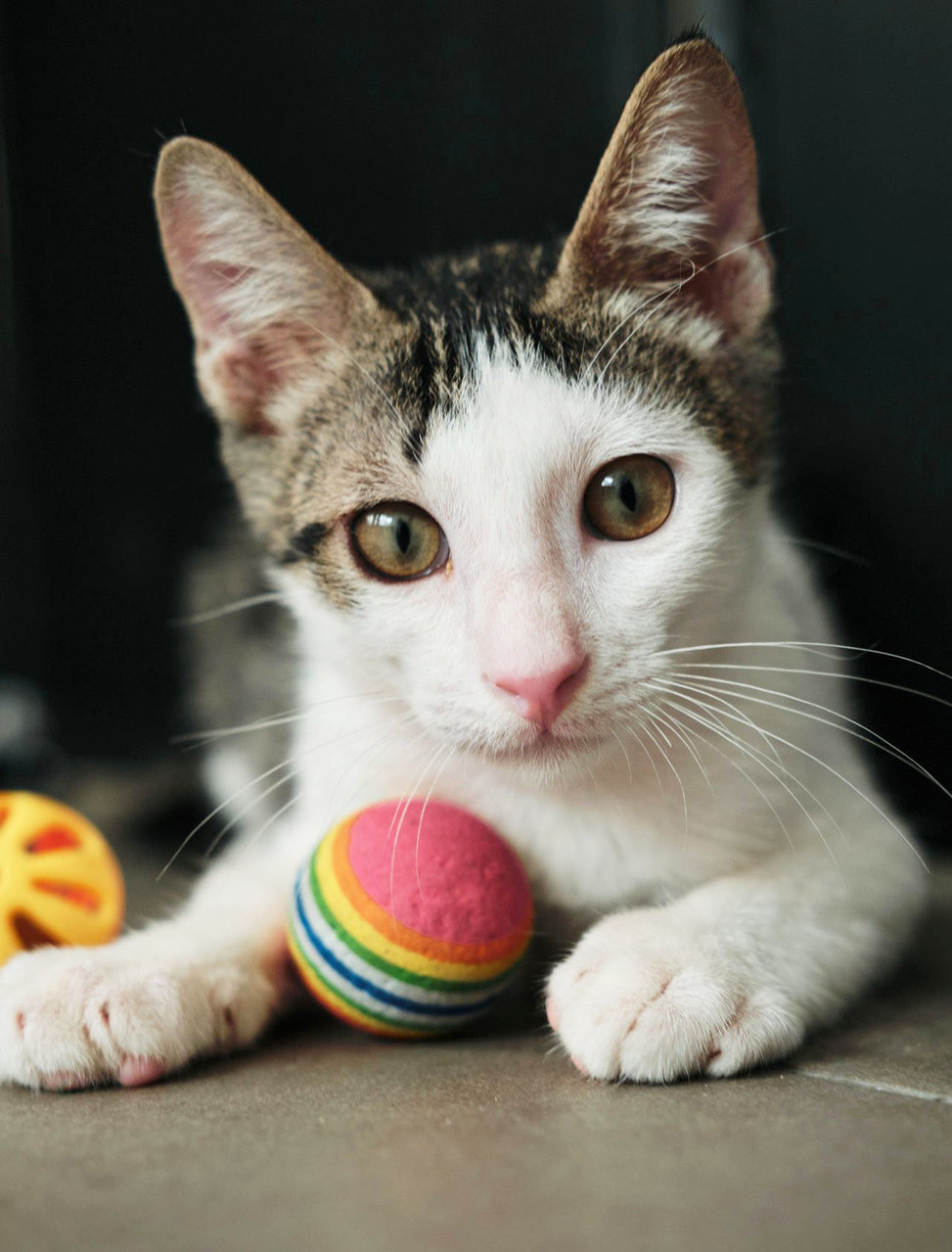 Grady O'possum  - Domestic Short Hair Cat