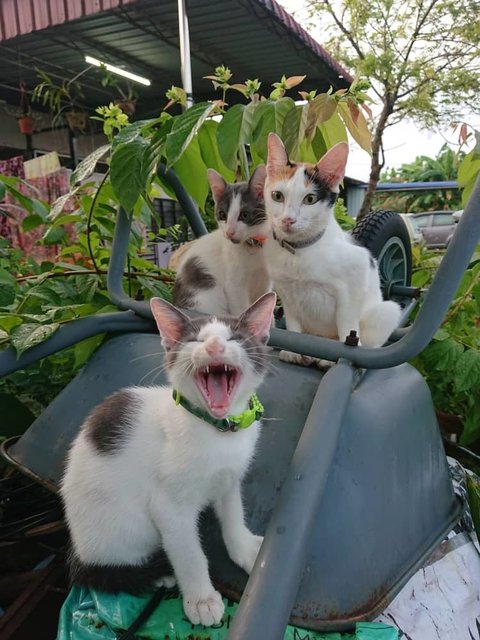 Riverquail Cat - Domestic Short Hair + Oriental Short Hair Cat