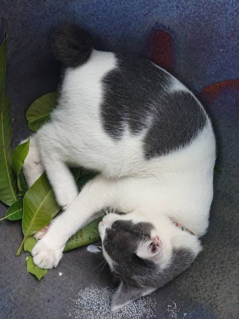 Riverquail Cat - Domestic Short Hair + Oriental Short Hair Cat