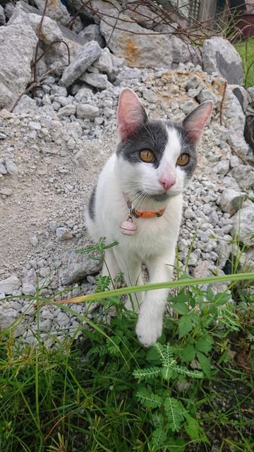 Riverquail Cat - Domestic Short Hair + Oriental Short Hair Cat