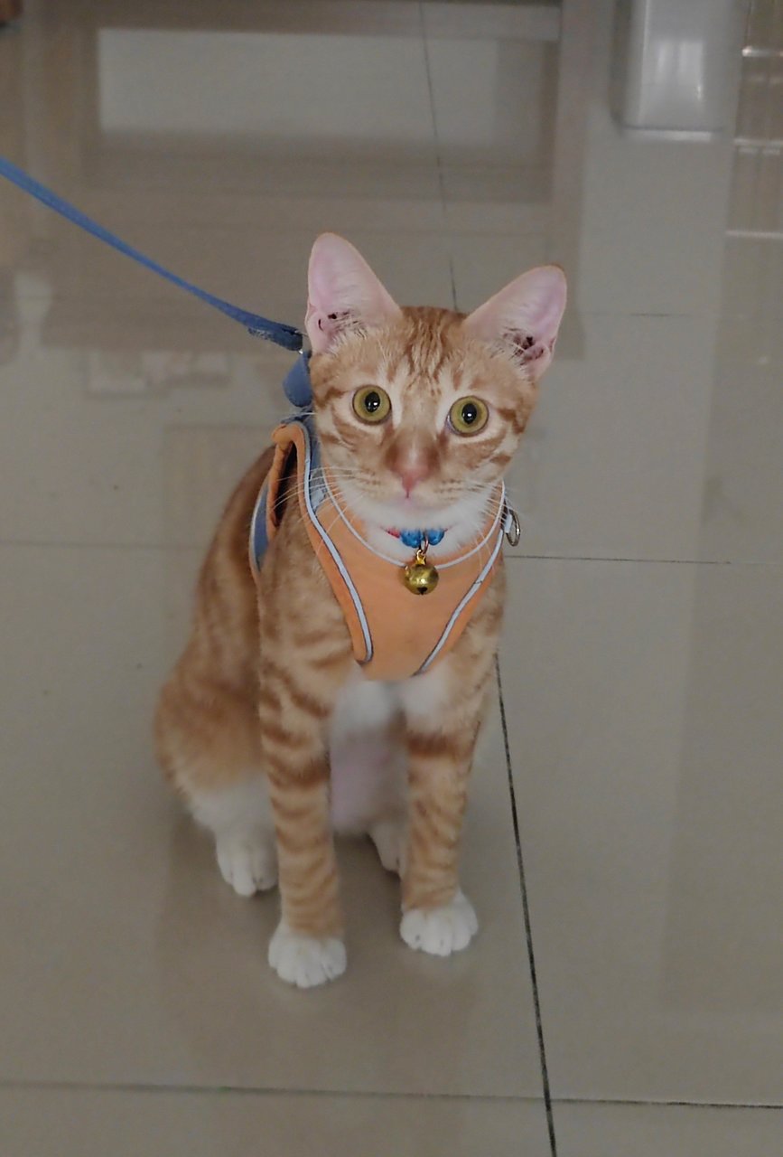 Merit - Domestic Short Hair Cat