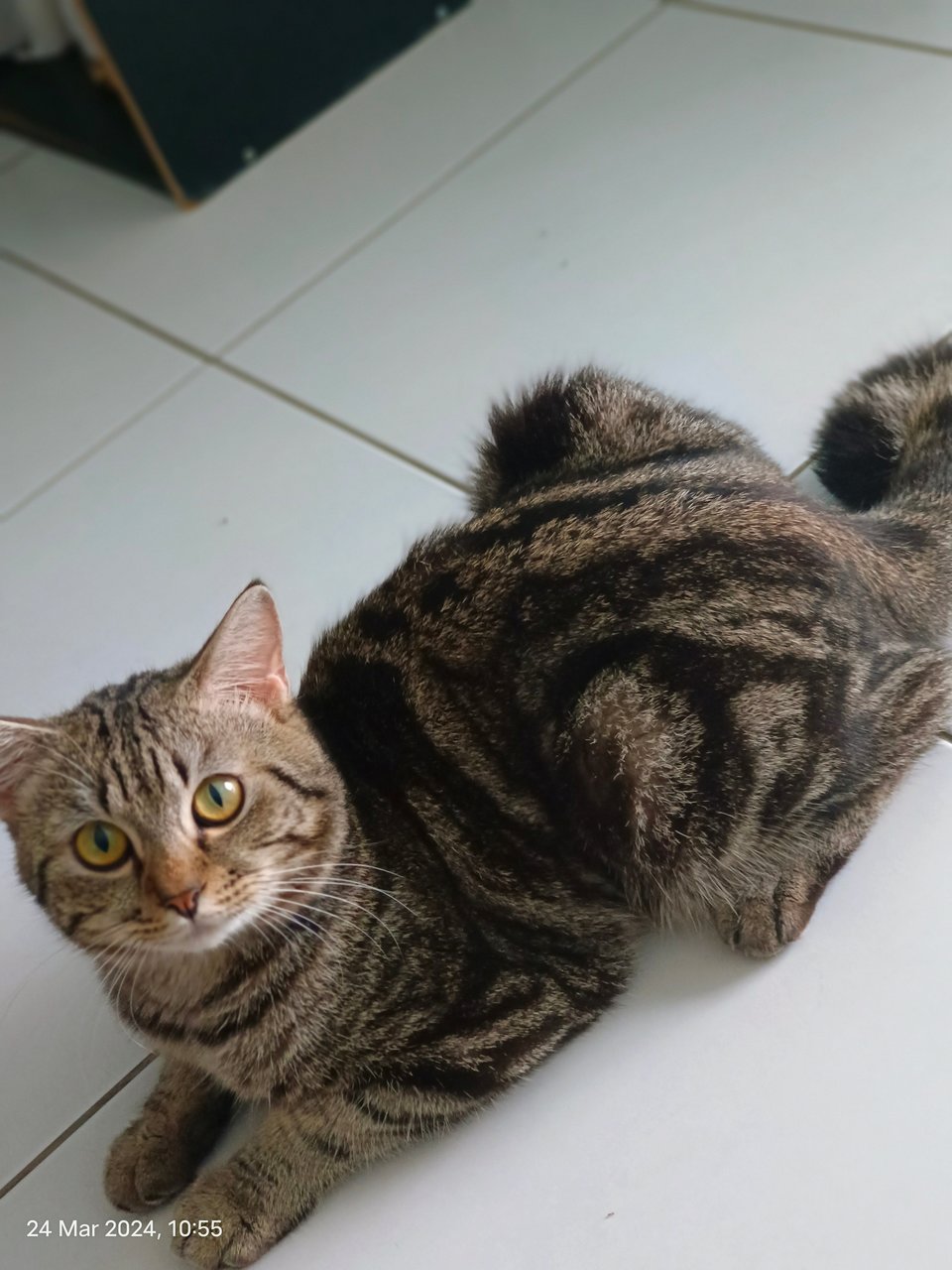 Cuna, Bengal - British Shorthair + Domestic Long Hair Cat