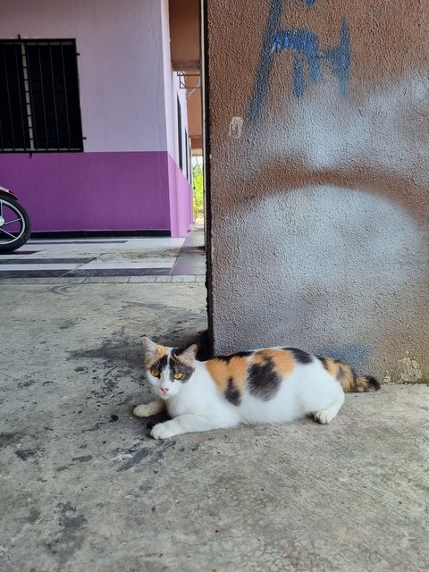 Fifi - Calico Cat