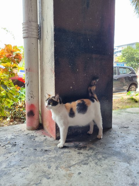 Fifi - Calico Cat